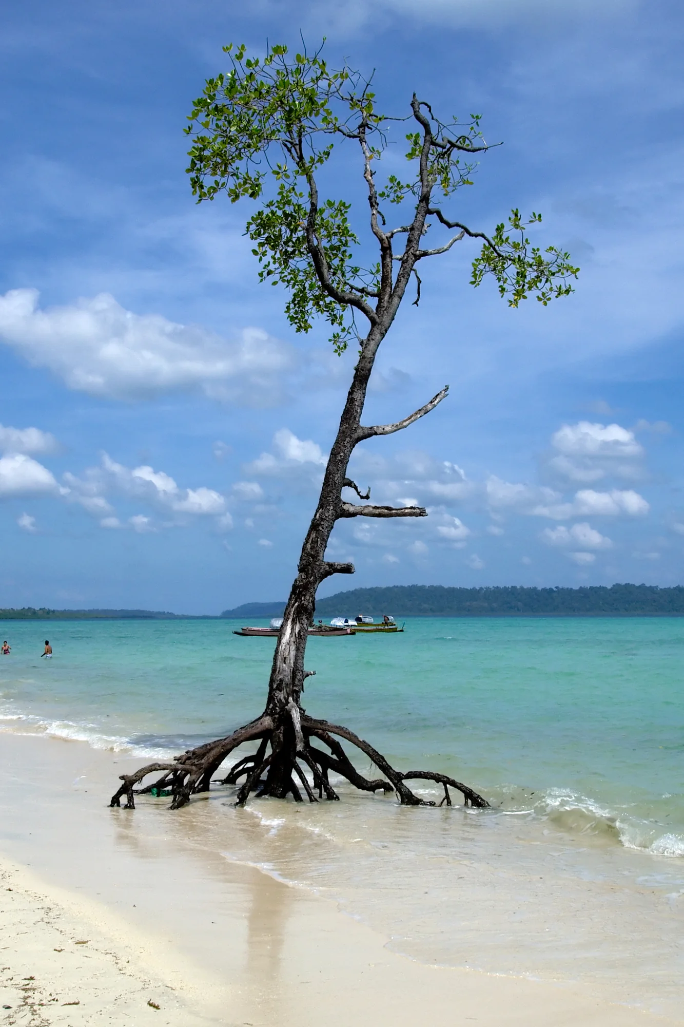 A lone mangrove tree on the white sand and turquoise water of Havelock Island, Andaman