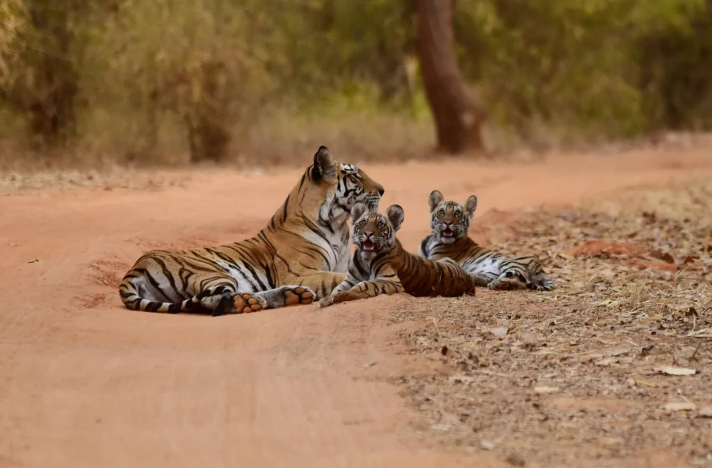 Tigress resting with her cubs on a sandy track in Bandhavgarh