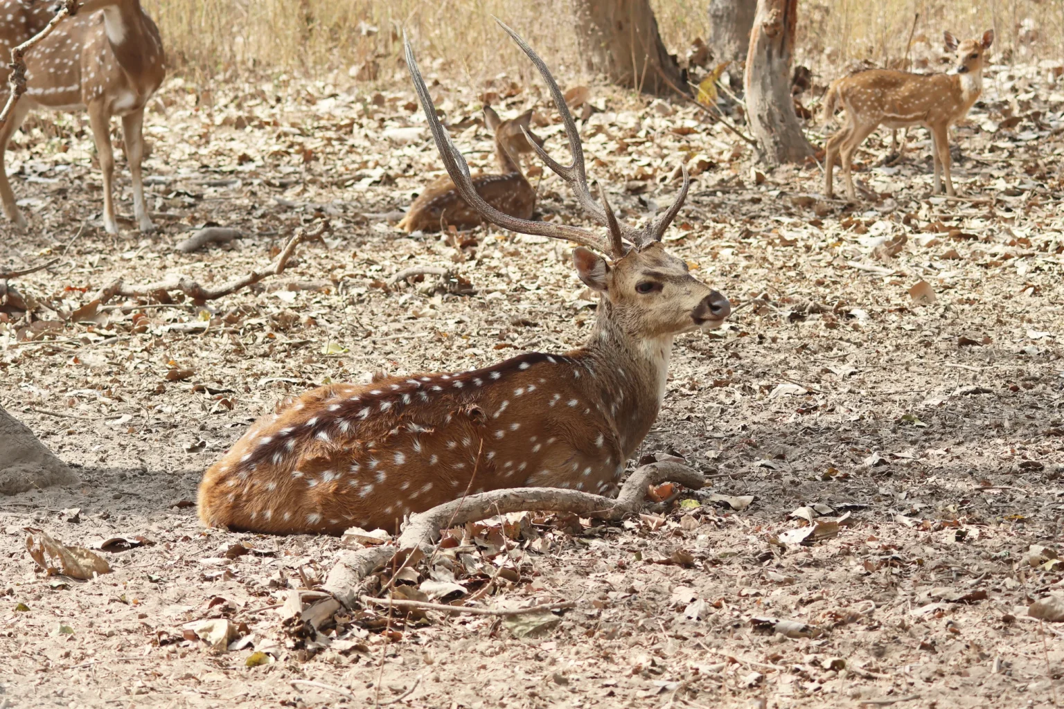 Spotted deer stag resting among dry leaves in Bandhavgarh forest