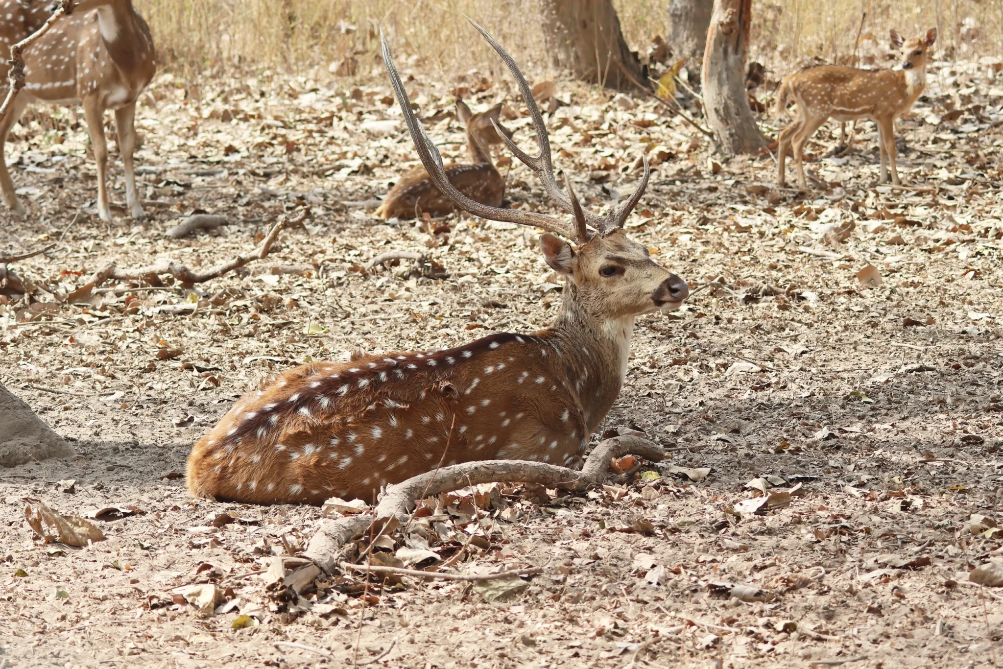 Spotted deer stag resting among dry leaves in Bandhavgarh forest