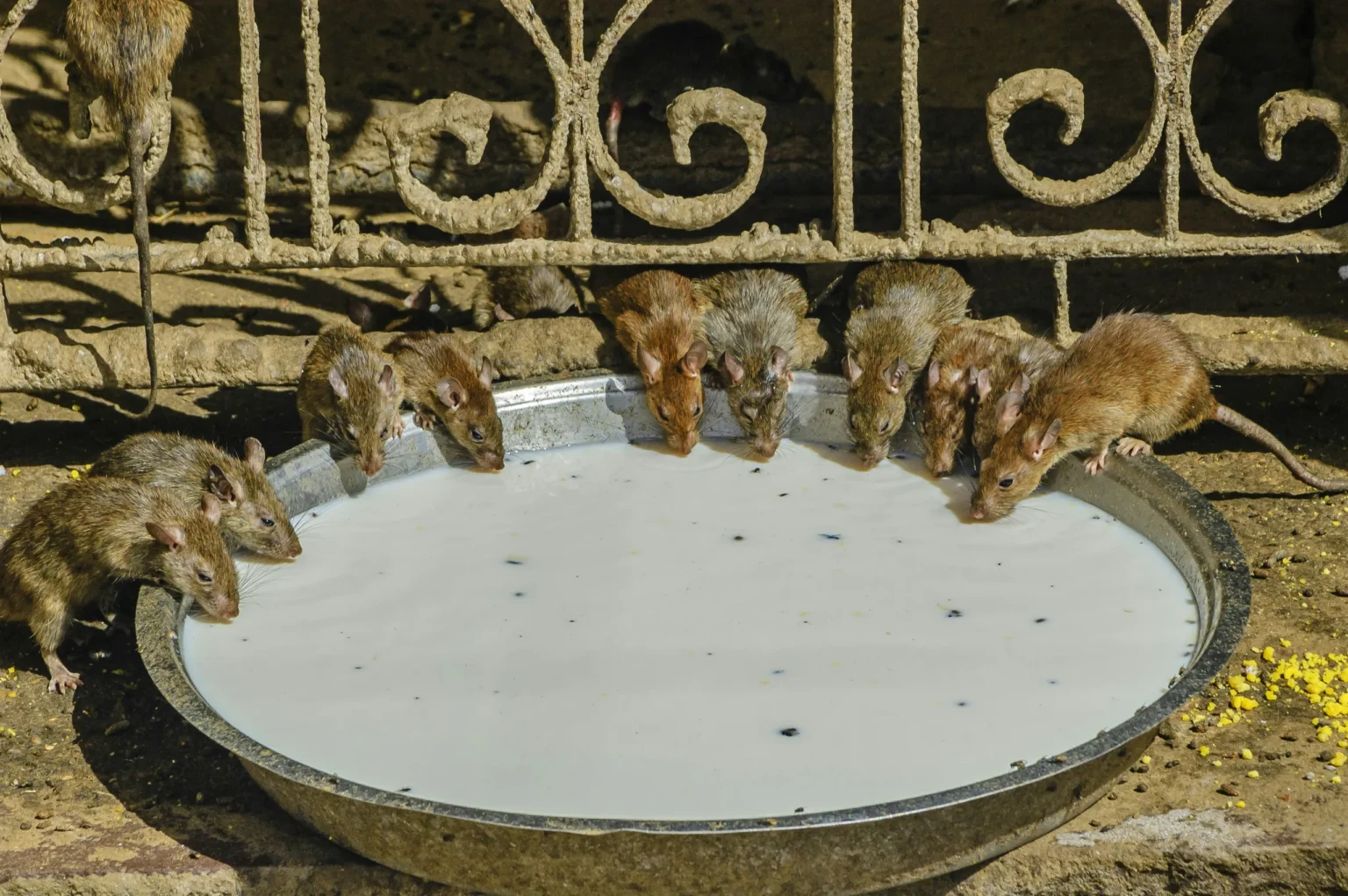 Rats drinking milk from a bowl at the Karni Mata Temple, Deshnoke