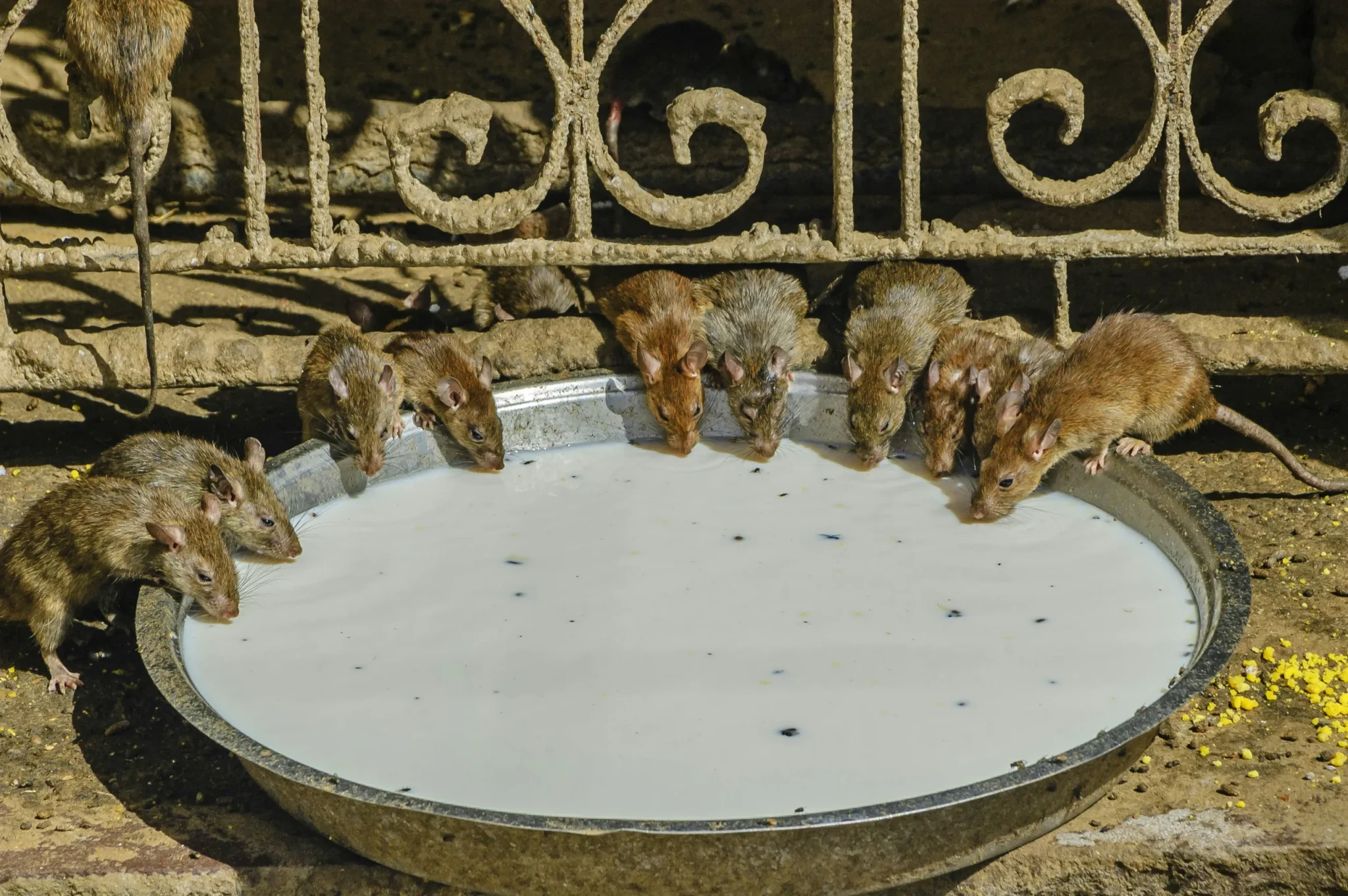 Rats drinking milk from a bowl at the Karni Mata Temple, Deshnoke