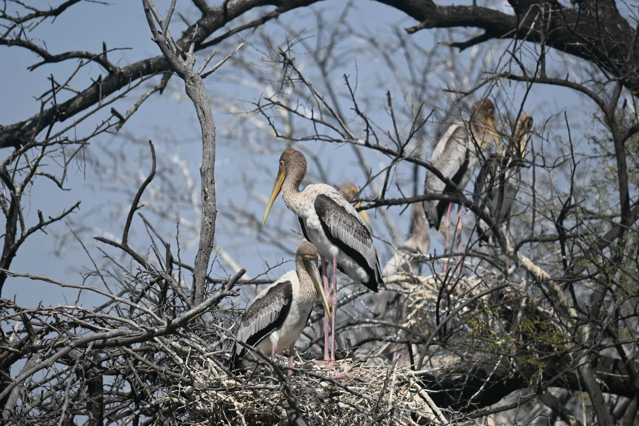 Painted storks nesting in a tree at Keoladeo National Park