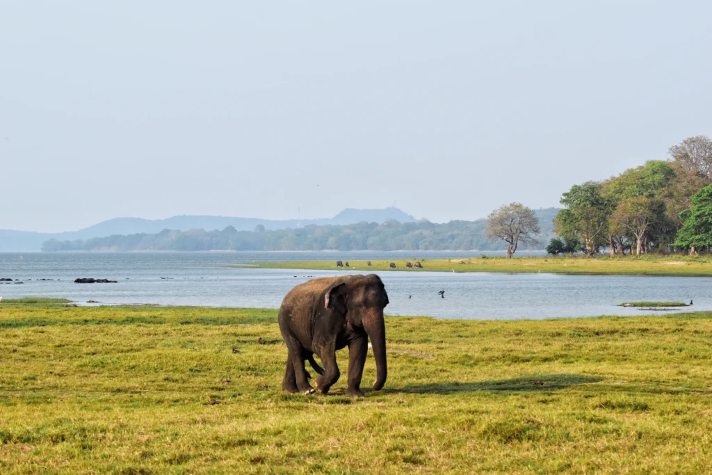 Wild elephant on the grassy shore of Minneriya tank, hills beyond