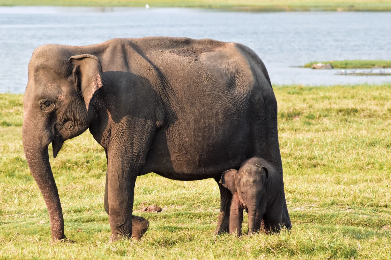 Elephant mother and calf grazing by the water at Minneriya
