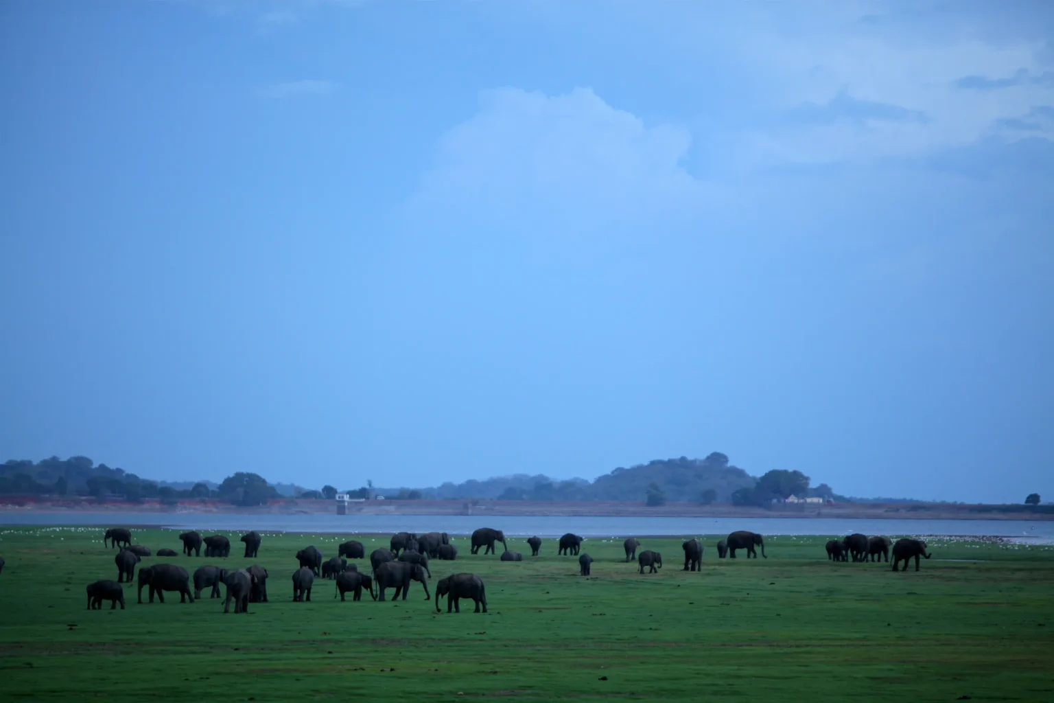 Large elephant herd gathered on the plains of Minneriya National Park