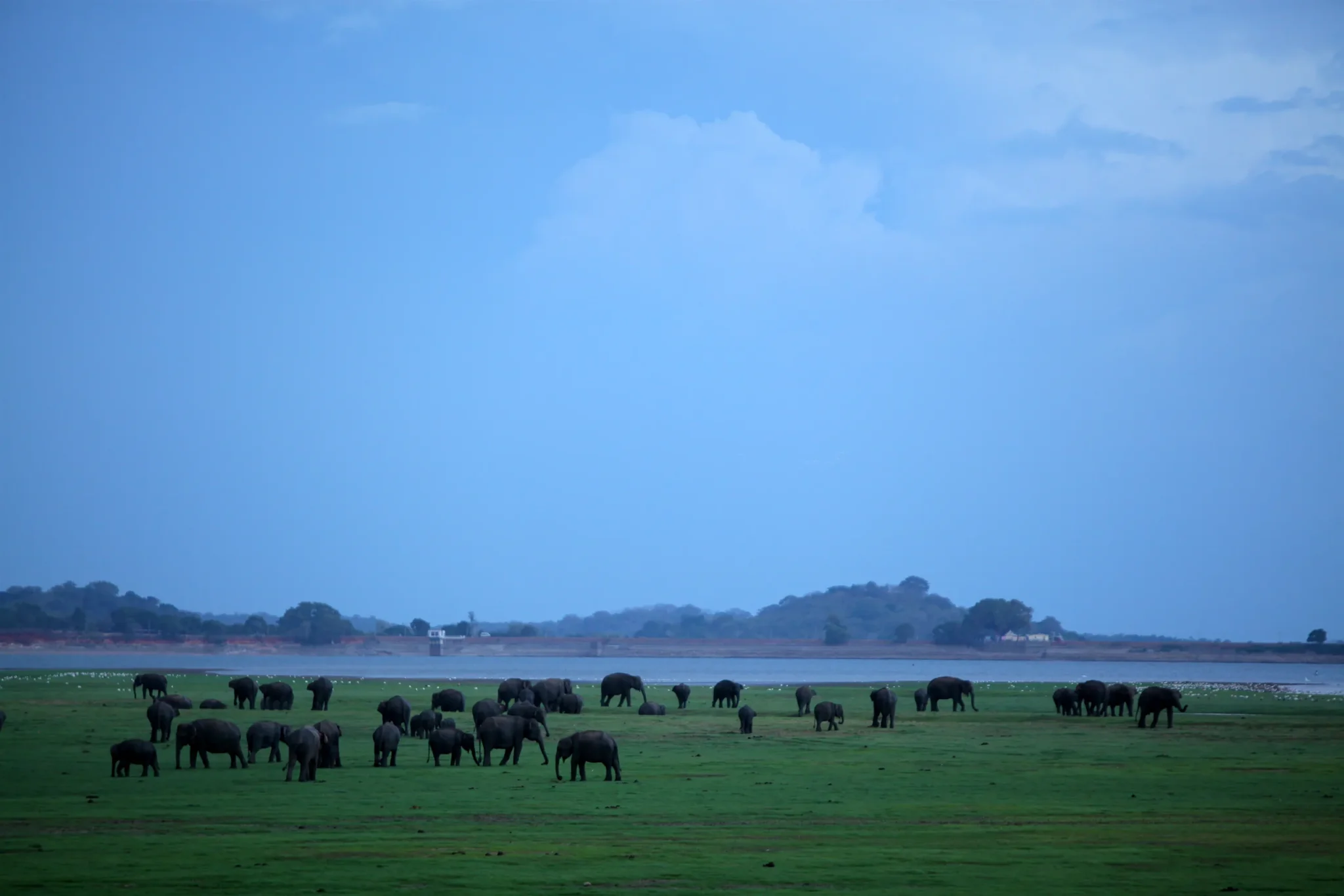 Large elephant herd gathered on the plains of Minneriya National Park