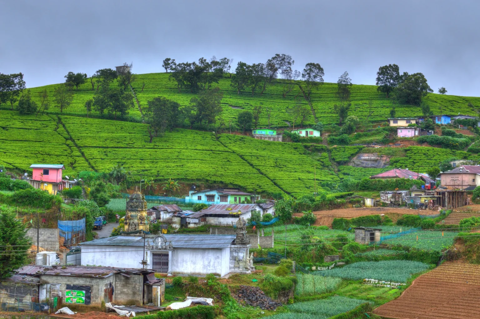 Tea-covered hill above the village of Mahagasthota, Nuwara Eliya