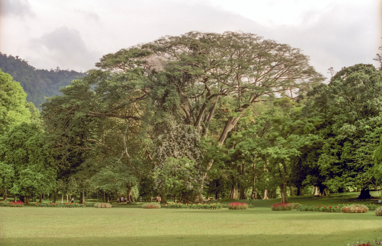 Giant spreading tree on the lawns of Peradeniya Royal Botanic Gardens