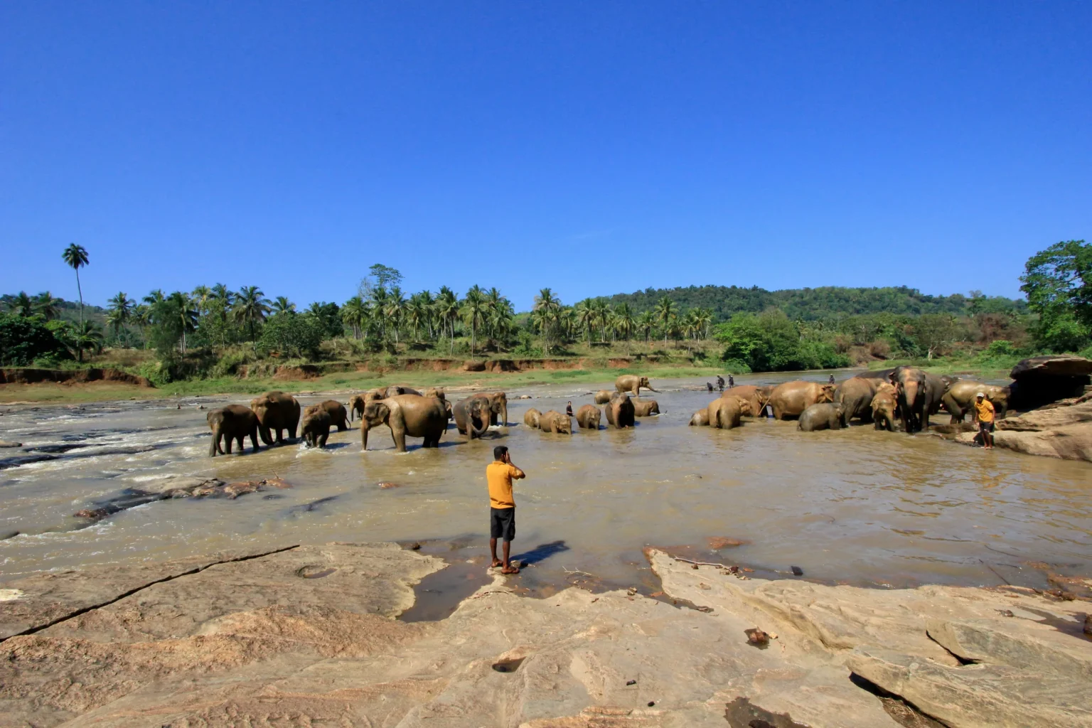 Elephant herd bathing in the river at Pinnawala under a blue sky