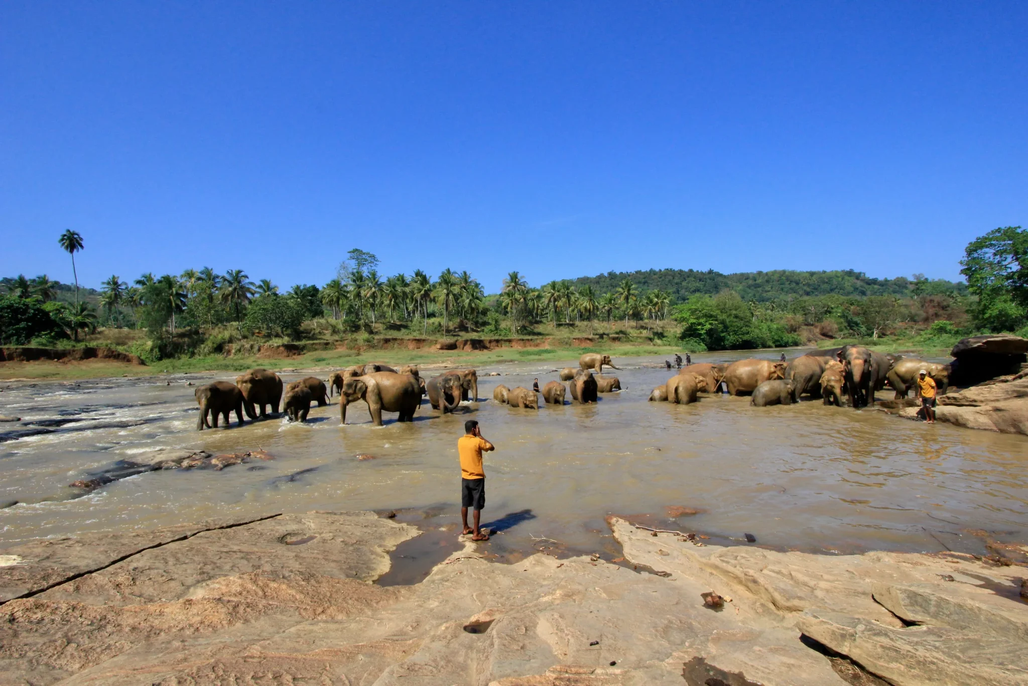 Elephant herd bathing in the river at Pinnawala under a blue sky
