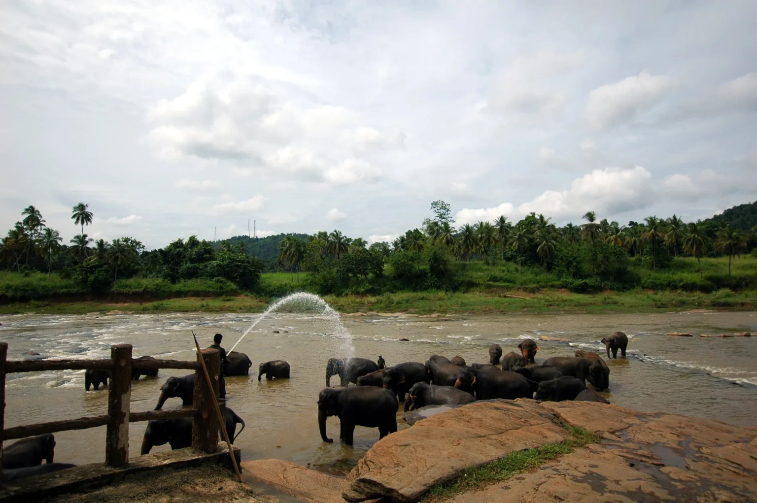 Elephants bathing in the river at Pinnawala, spraying water