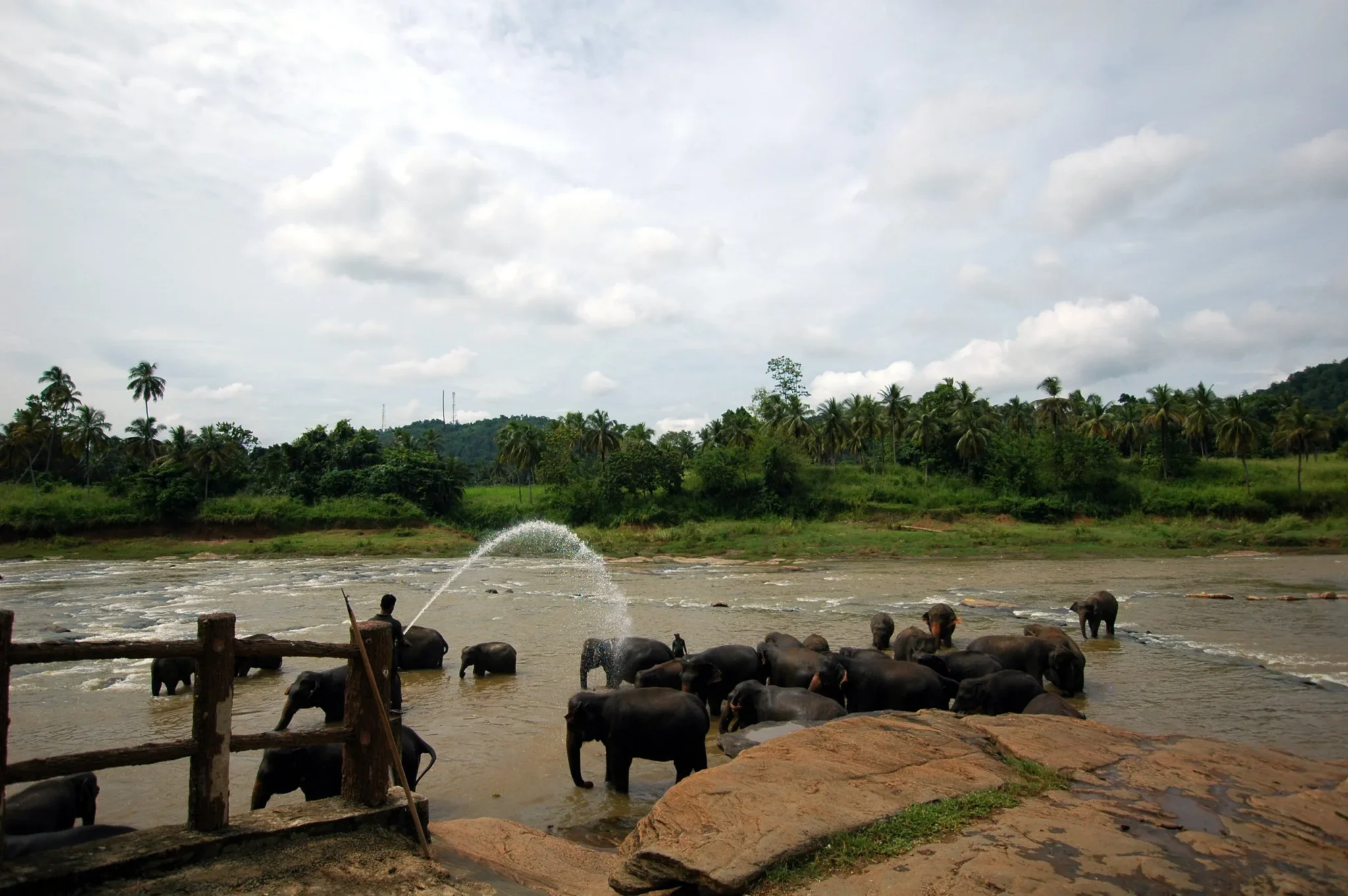 Elephants bathing in the river at Pinnawala, spraying water