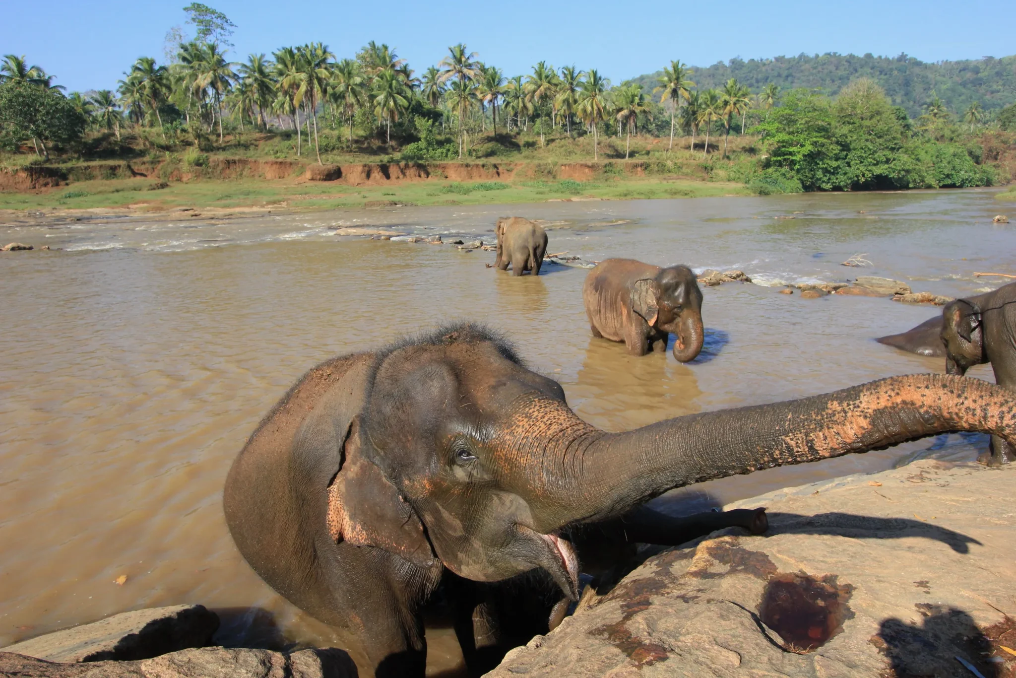 Elephant reaching its trunk over rocks, herd bathing behind, Pinnawala