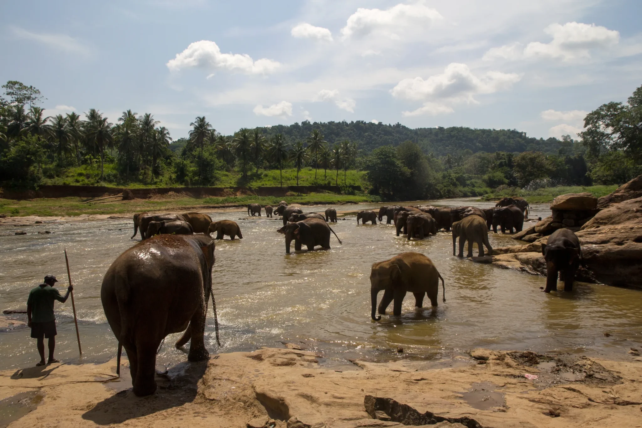 Elephants bathing in the river at Pinnawala Elephant Orphanage