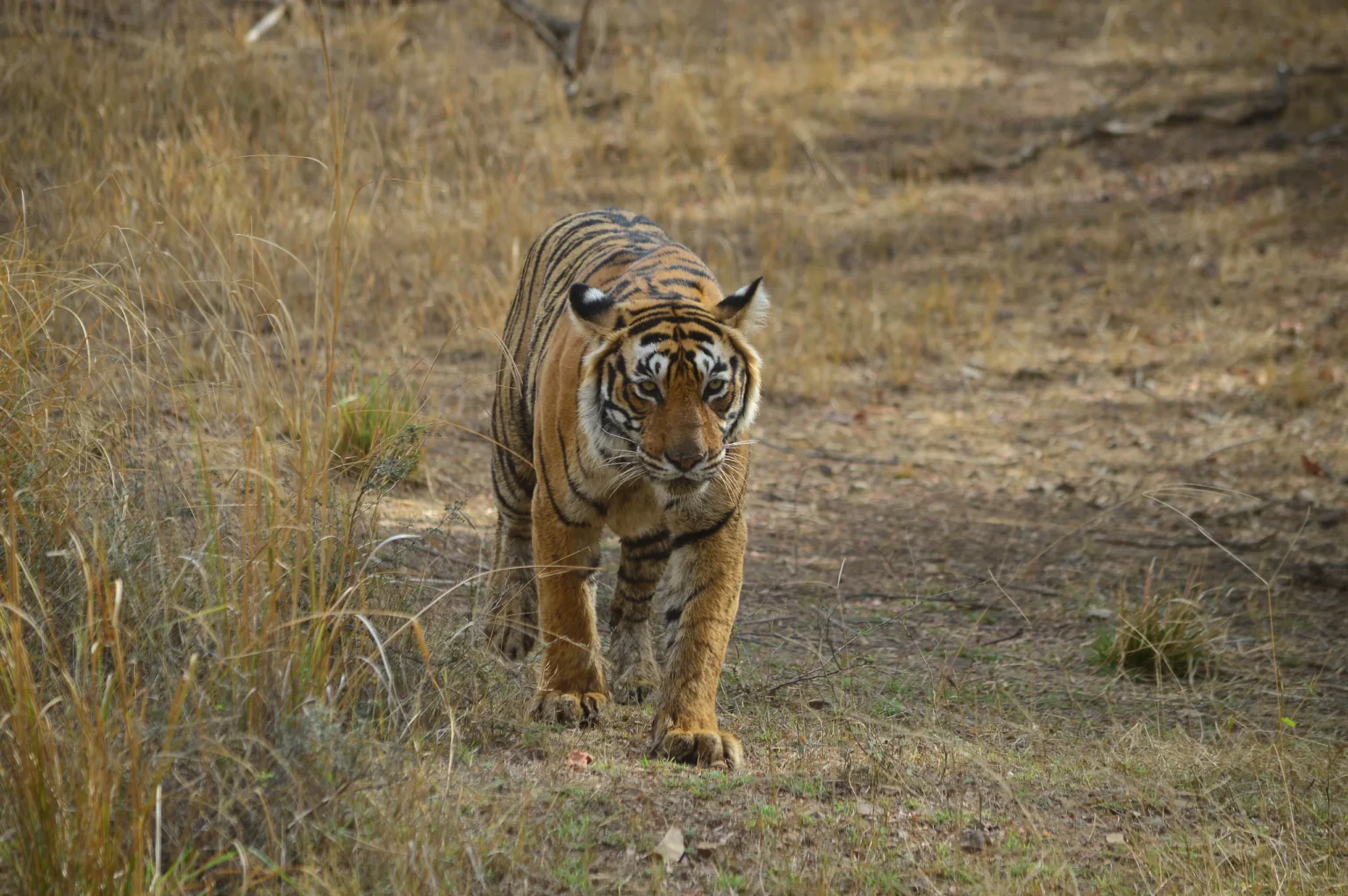 Bengal tiger walking through dry grassland in Ranthambore