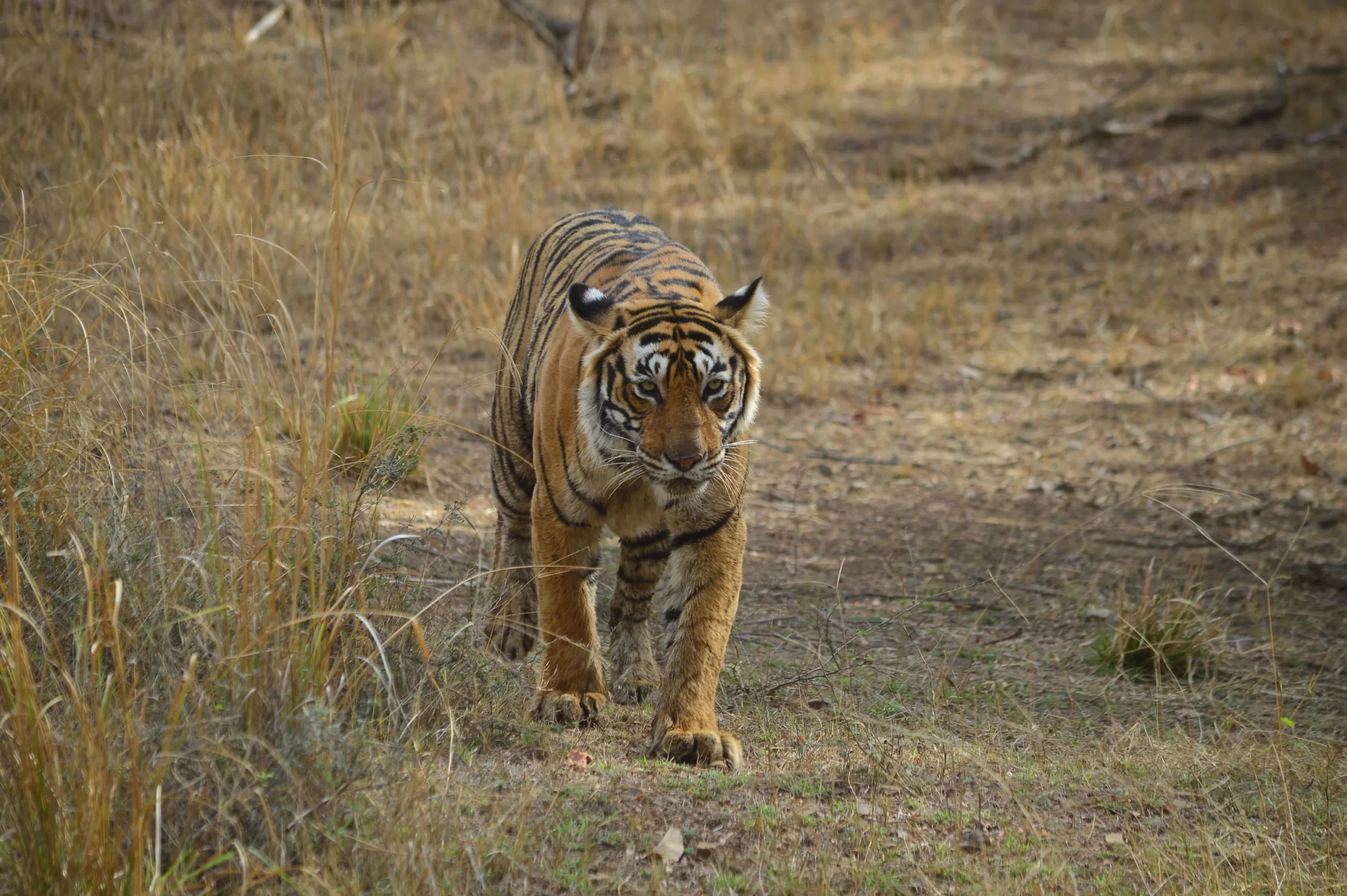 Bengal tiger walking through dry grassland in Ranthambore