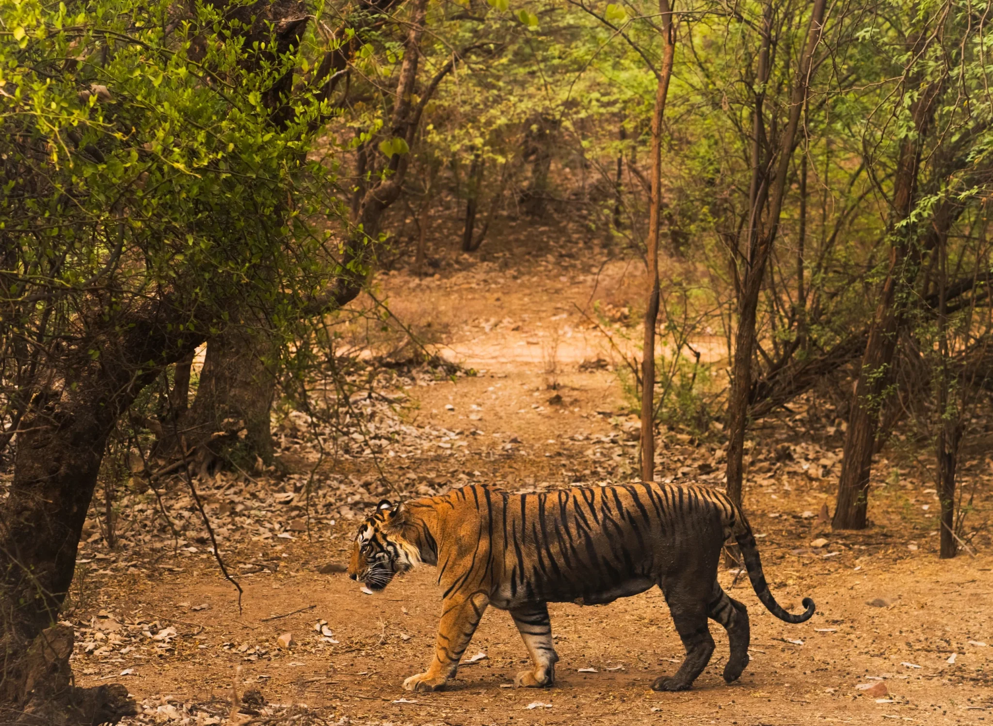 Tiger walking through dry deciduous forest in Ranthambore