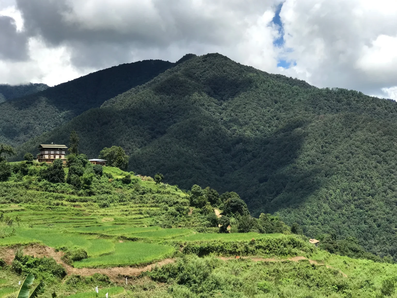 Rice terraces in the Punakha countryside