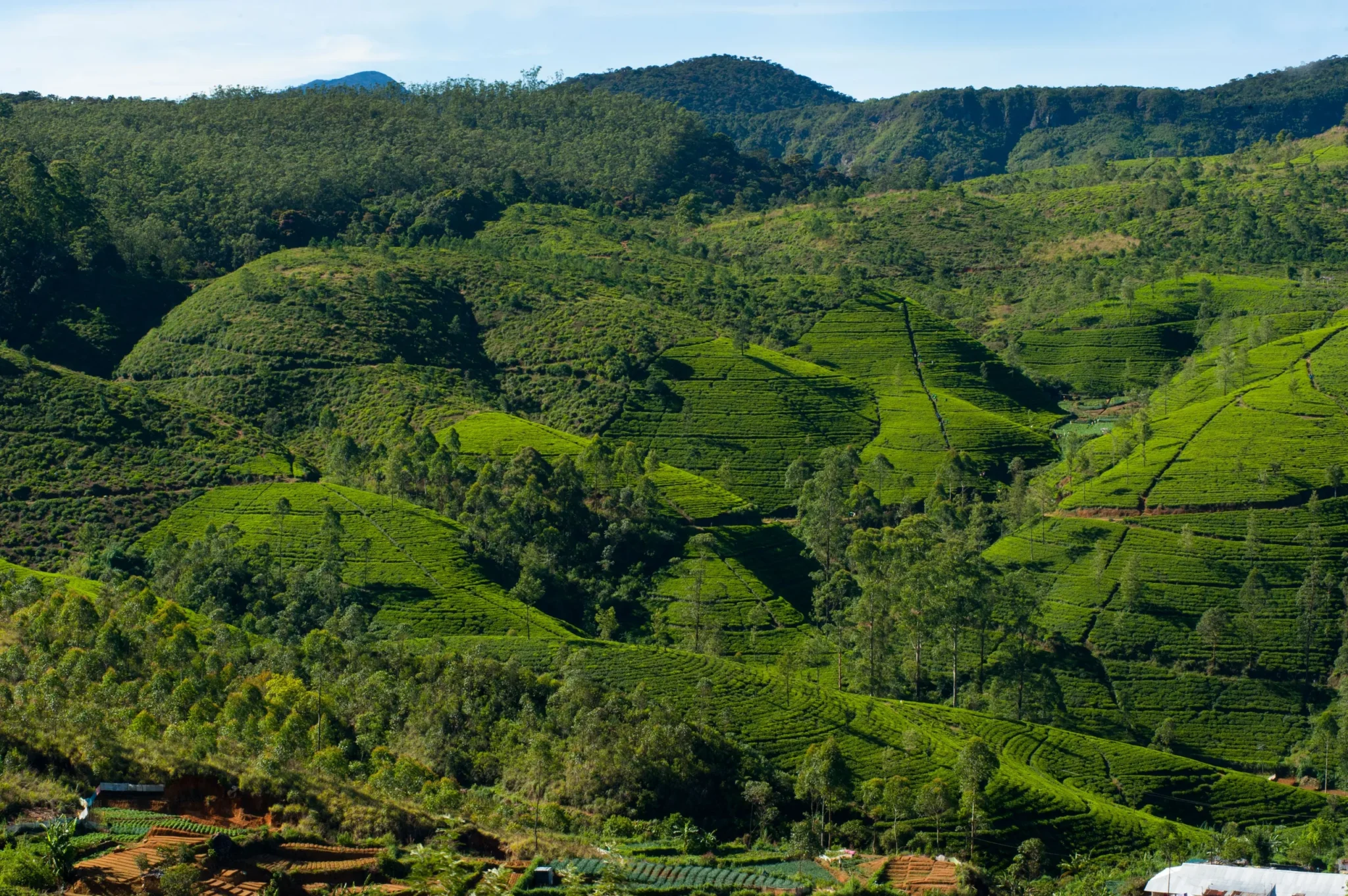 Rolling green tea estates on the hillsides near Nuwara Eliya