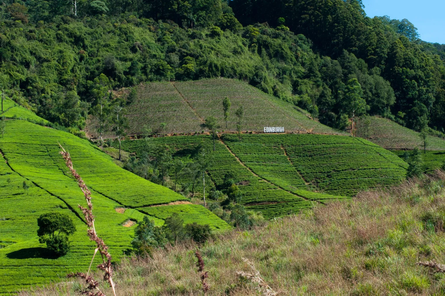 Tea terraces on a steep valley slope near Nuwara Eliya