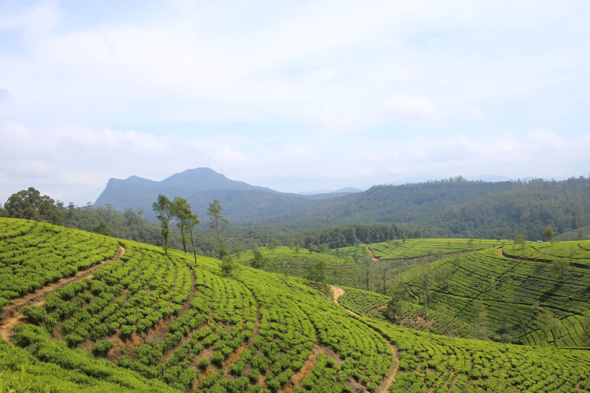 Highland tea plantation near Nuwara Eliya with mountains behind