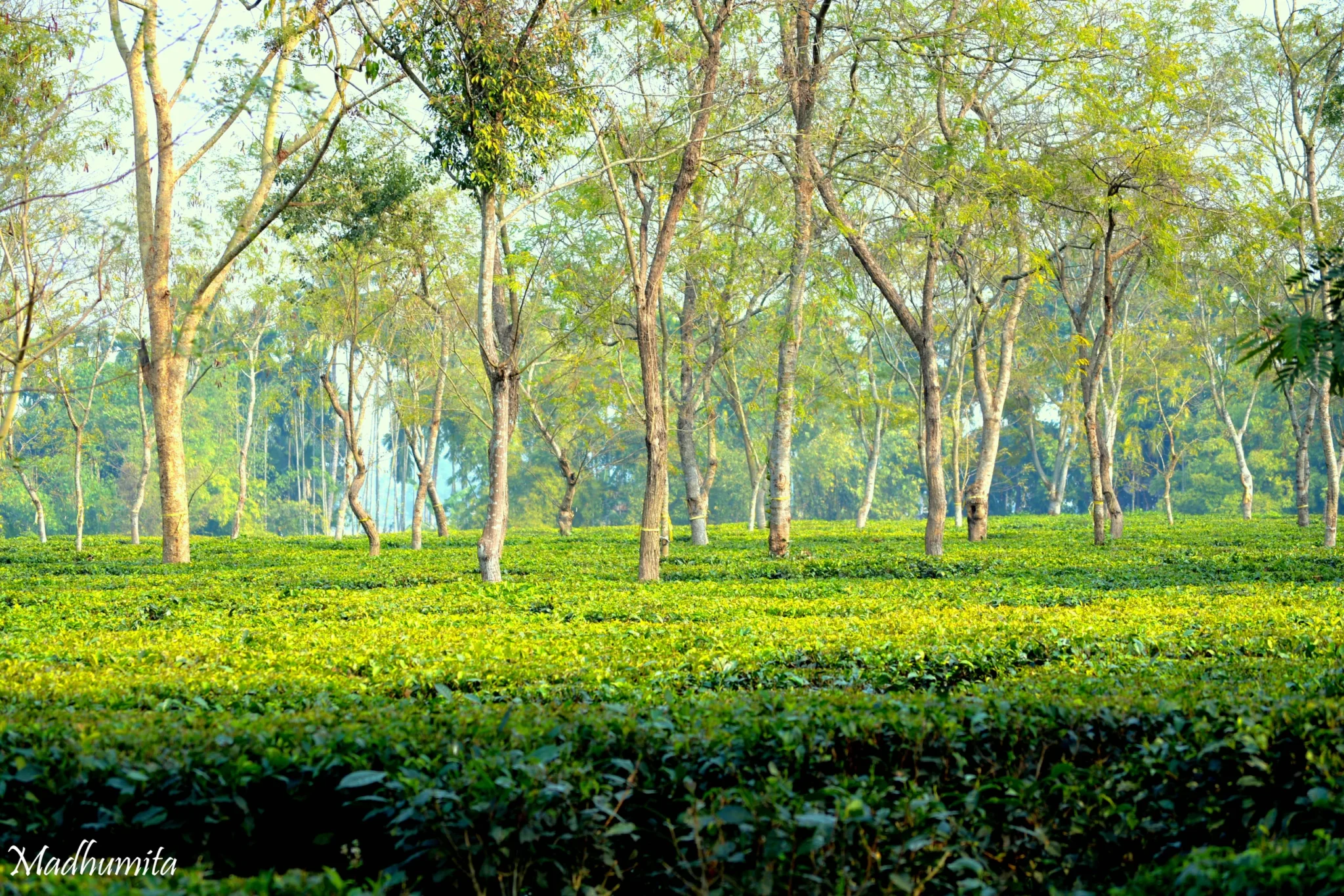 A tea garden in the Dooars, West Bengal
