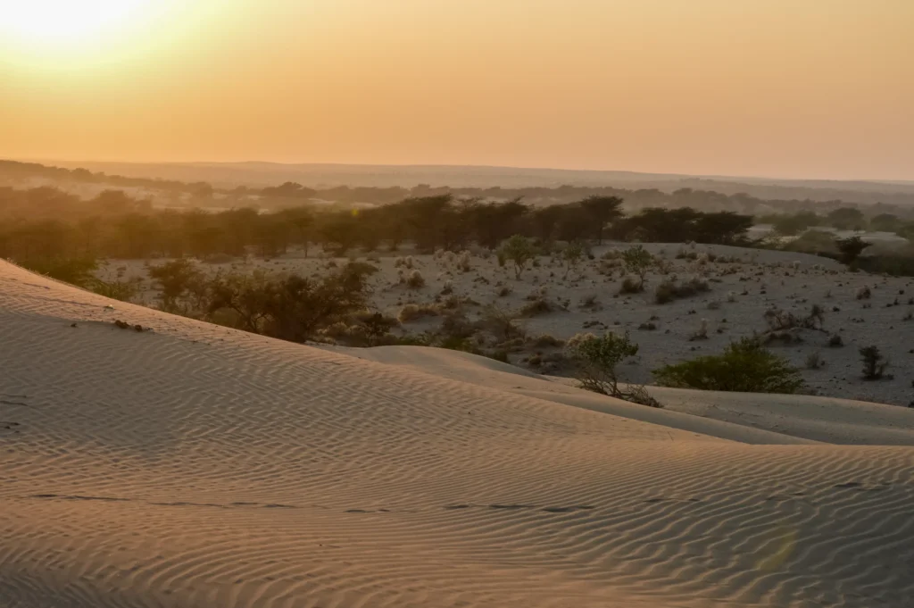 Rippled Sam sand dunes near Jaisalmer glowing in the setting sun