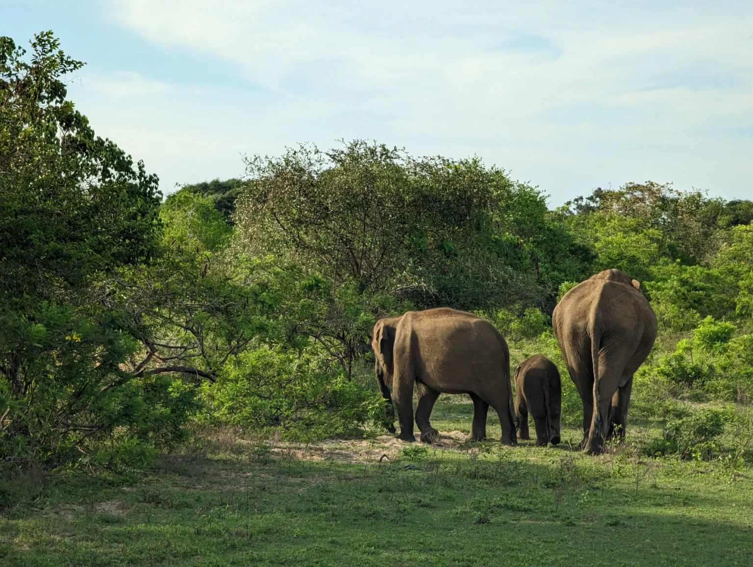 Elephant family among the green scrub of Yala National Park