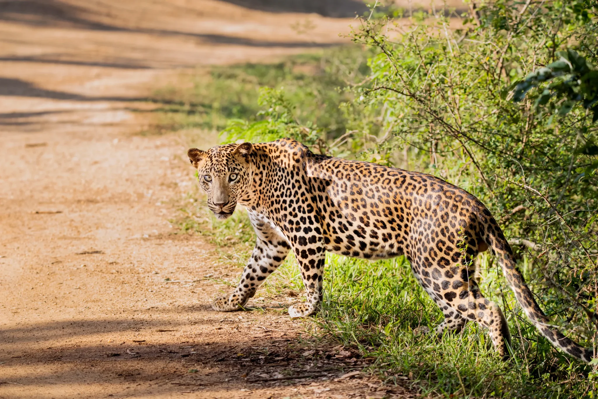 Sri Lankan leopard crossing a sandy track in Yala National Park